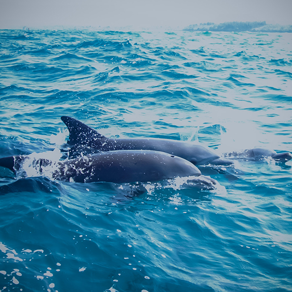 Dolphins_zanzibar